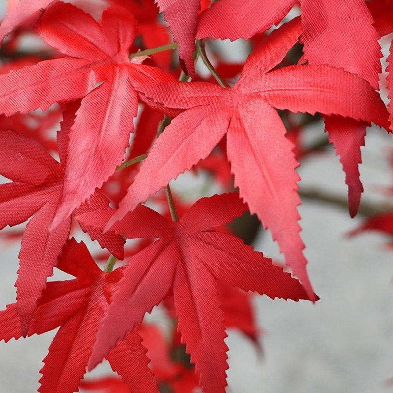 Albero di acero rosso da pavim - Gardening Hand Tools Japanese recensione e prezzo